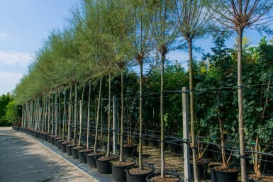 Tamarix tetrandra haute-tige