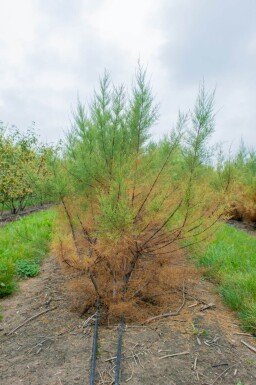 Tamarix tetrandra cépée