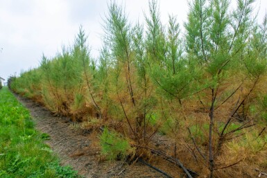 Tamarix tetrandra cépée
