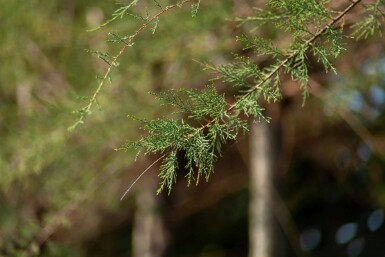Tamarix tetrandra cépée