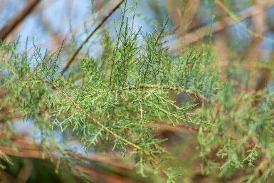 Tamarix tetrandra cépée