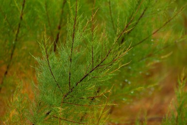 Tamarix tetrandra cépée