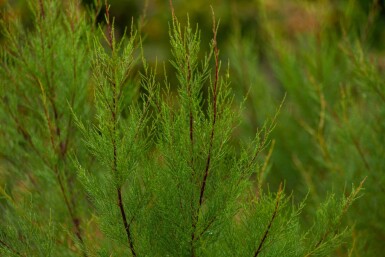 Tamarix tetrandra cépée
