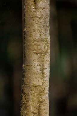 Tamarix tetrandra cépée