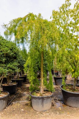 Taxodium distichum haute-tige