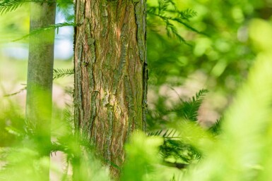 Taxodium distichum haute-tige