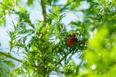 Taxodium distichum haute-tige
