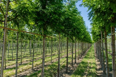Taxodium distichum haute-tige
