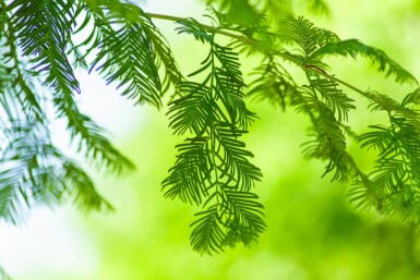 Taxodium distichum haute-tige