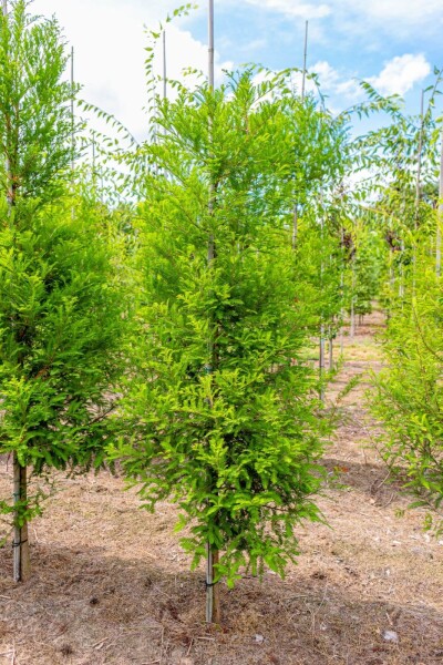 Taxodium distichum baliveau