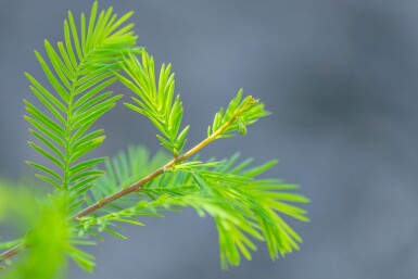Taxodium distichum baliveau