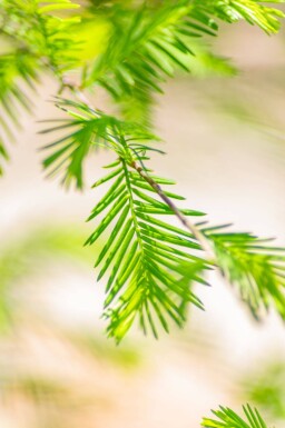 Taxodium distichum baliveau