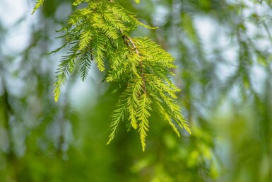 Taxodium distichum baliveau