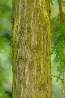 Taxodium distichum baliveau