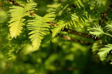 Taxodium distichum baliveau