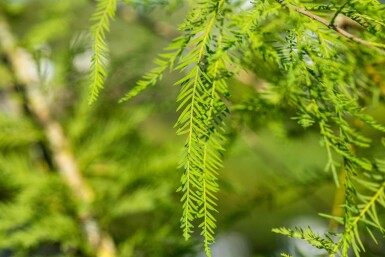 Taxodium distichum baliveau