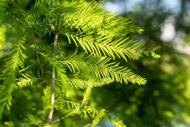 Taxodium distichum baliveau