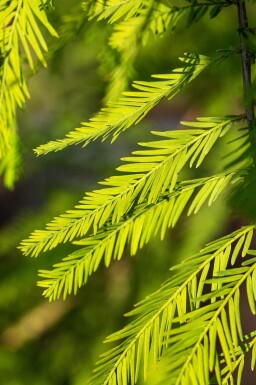 Taxodium distichum baliveau