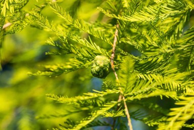Taxodium distichum baliveau