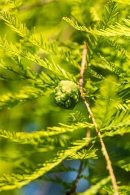 Taxodium distichum baliveau