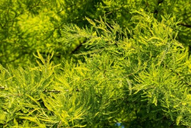 Taxodium distichum baliveau