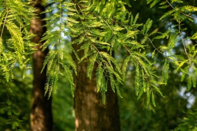 Taxodium distichum baliveau