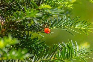 Taxus baccata haute-tige