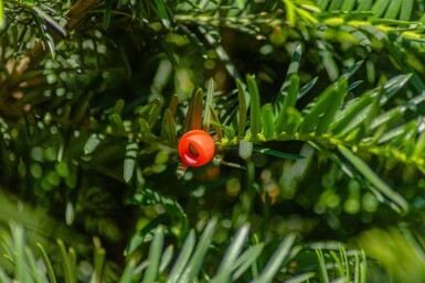 Taxus baccata haute-tige 10/12