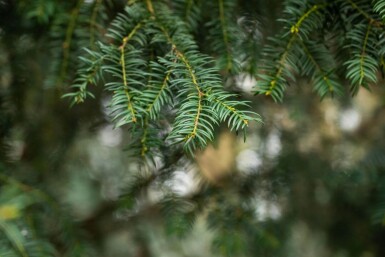 Taxus baccata haute-tige 10/12