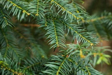 Taxus baccata haute-tige 10/12