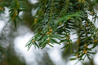 Taxus baccata haute-tige 10/12