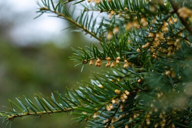 Taxus baccata haute-tige 10/12