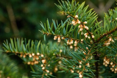 Taxus baccata haute-tige 10/12