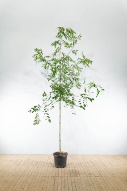 Tetradium daniellii haute-tige