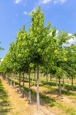 Tilia americana 'Nova' haute-tige