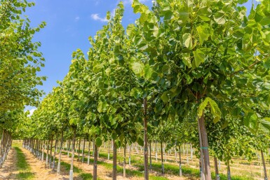 Tilia americana 'Nova' haute-tige