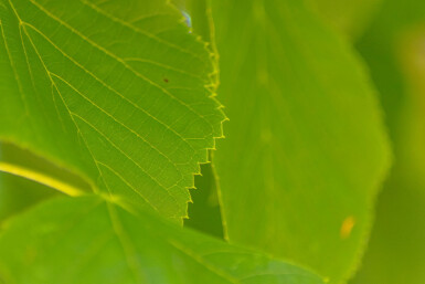Tilia americana 'Nova' haute-tige