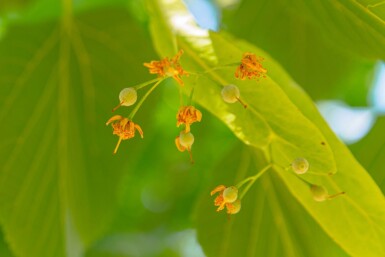 Tilia americana 'Nova' haute-tige