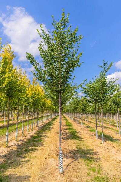 Tilia cordata haute-tige 10/12