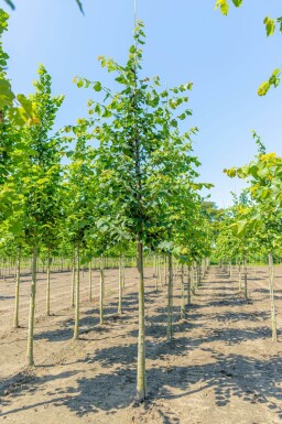 Tilia cordata haute-tige