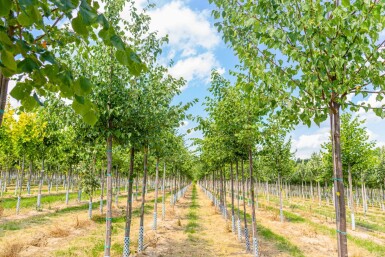 Tilia cordata haute-tige 10/12