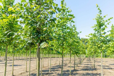 Tilia cordata haute-tige 10/12