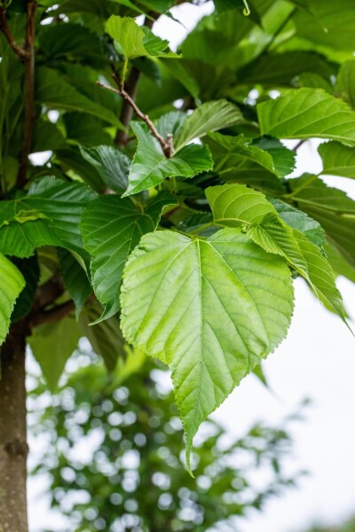 Tilia cordata baliveau 12/14