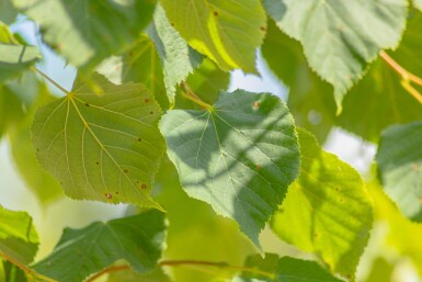 Tilia cordata baliveau 12/14