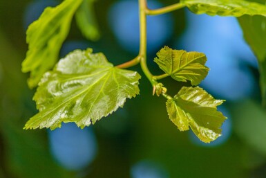 Tilia cordata baliveau 12/14