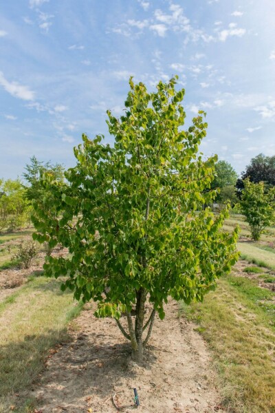Tilia cordata cépée