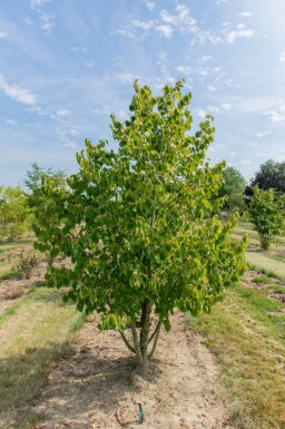 Tilia cordata cépée