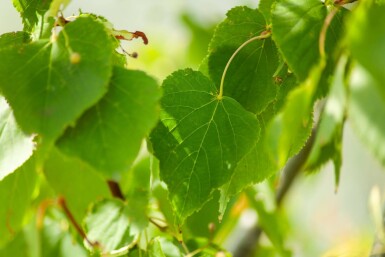 Tilia cordata cépée