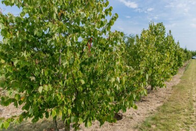 Tilia cordata cépée