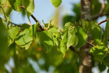 Tilia cordata cépée